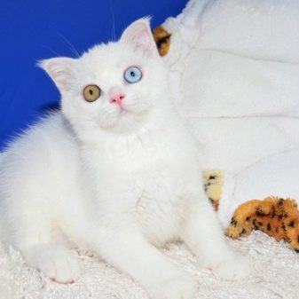 Шотландская кошка белая голубая какие котята
