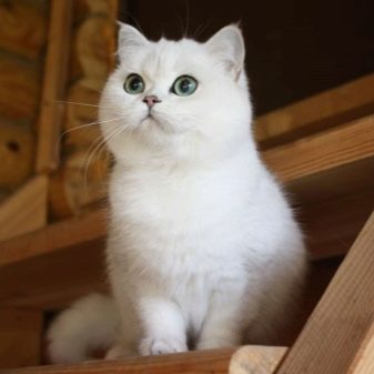 Шотландская порода кошек белая thumbnail
