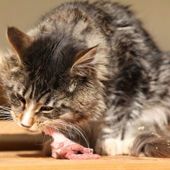 Сколько лет живут кошки курильские бобтейлы