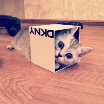 Порода кошек которые любят коробки