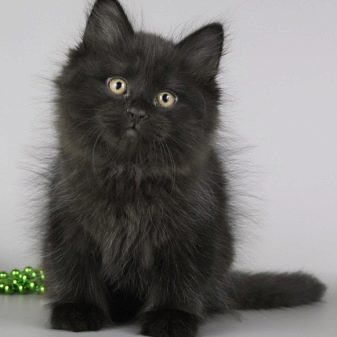 Тонкая черная кошка порода
