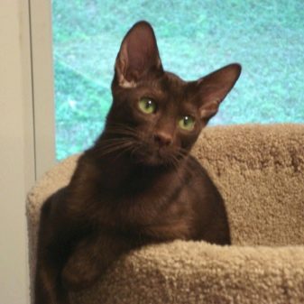 Породы кошек с коричневым окрасом фото