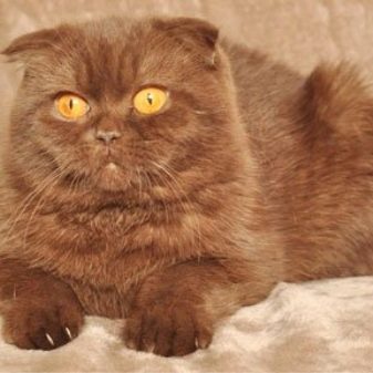 Коричневая кошка с зелеными глазами порода