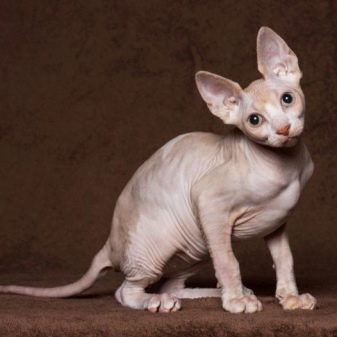 Порода кошек с длинными ногами и большими ушами