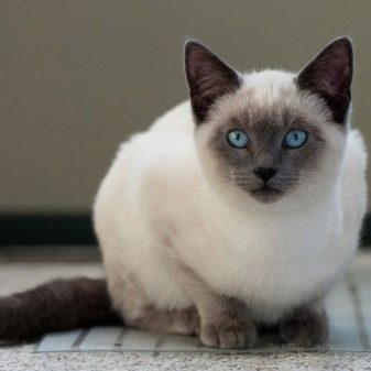 Кошка с большими ушами и длинными лапами порода