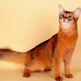 Длинные уши и морда порода кошек
