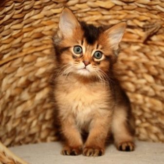 Порода гладкошерстных кошек с большими ушами