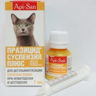 Русская кошка пушистая порода
