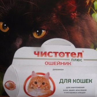 Все русские породы кошек с картинками