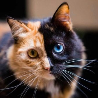 Что за порода кошки рыжая и с рыжими глазами
