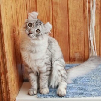 Порода кошки белая с серыми полосками