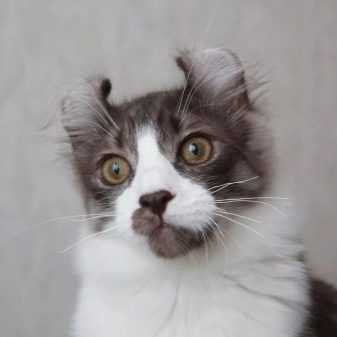 Породы кошек белого окраса с серой мордой thumbnail
