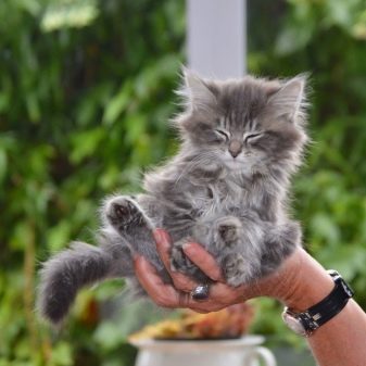 Порода кошек серый окрас пушистый