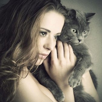 Порода кошек серый окрас фото