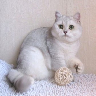 Шотландская порода серебристая шиншилла кошек