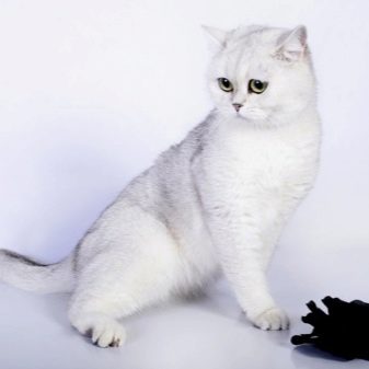 Шотландская шиншилла кошка описание породы