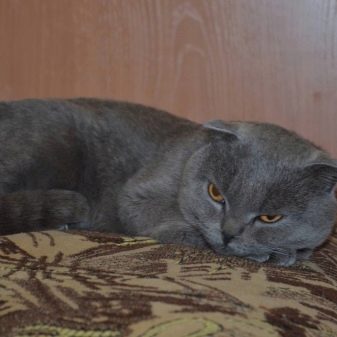 Порода кошки серого цвета вислоухая