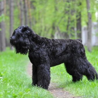 Породы всех собак в россии с названиями и фото