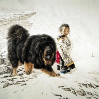 Самые Большие Тибетские Мастифы Фото