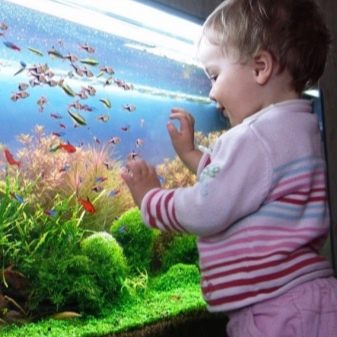Аквариумные рыбки для ребенка 5 лет
