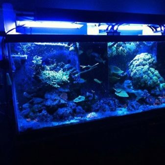 Ультрафиолетовая лампа в аквариуме польза или вред