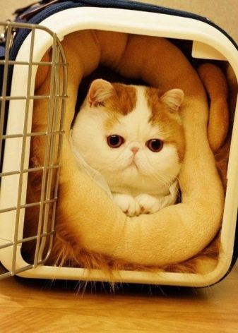 Фото кошки порода снупи
