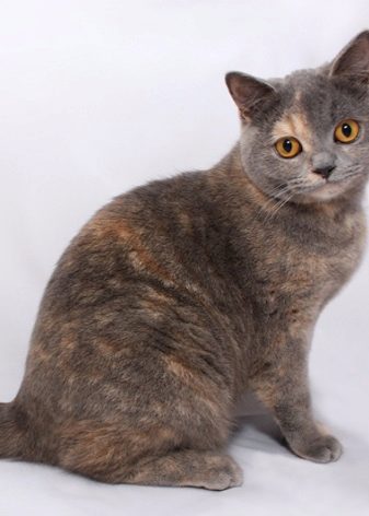 Английская порода кошек с голубыми глазами
