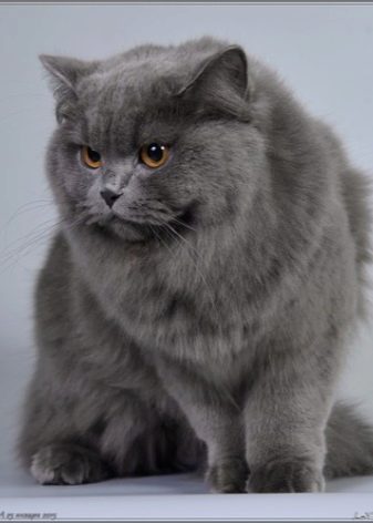 Порода британских кошек с голубым окрасом