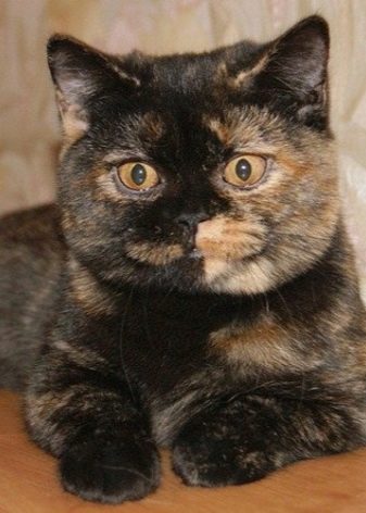 Порода кошек британская голубая фото и описание фото