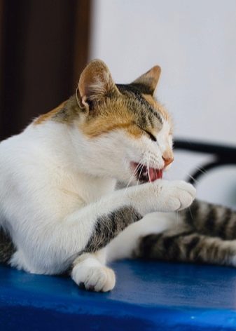 Порода кошек эгейская фото