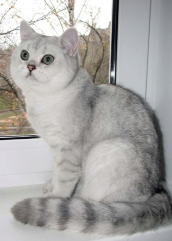 Порода кошки шотландская короткошерстная кошка
