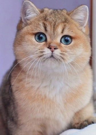 Шотландская короткошерстная кошка описание породы