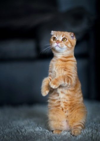Порода кошек шотландские рыжие thumbnail