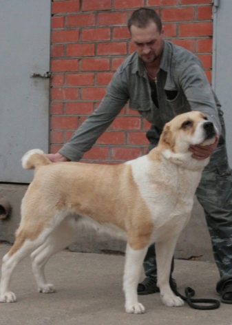 Дрессировка собак породы алабай фото