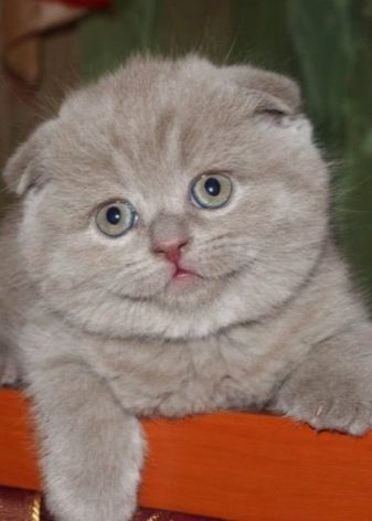 Шотландская лиловая порода кошек фото