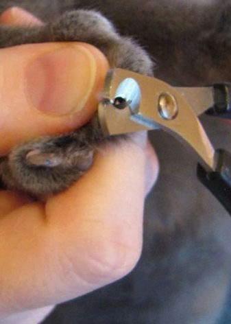 Как подстричь когти котенку шотландец речь