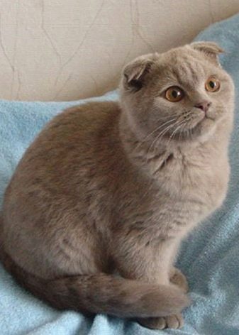 Британская Лиловая Кошка Фото