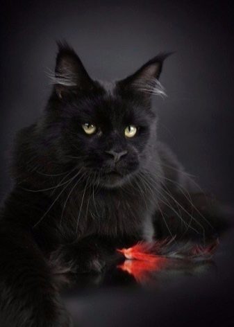 Маленькая черная кошка какая порода