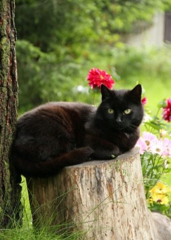 Черная кошка желтые глаза порода фото