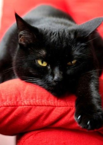 Пушистая черная кошка с зелеными глазами порода