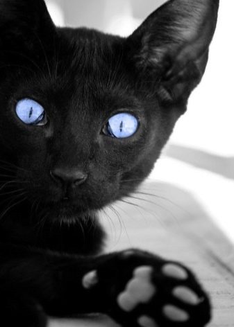 Породы гладкошерстных кошек черного окраса