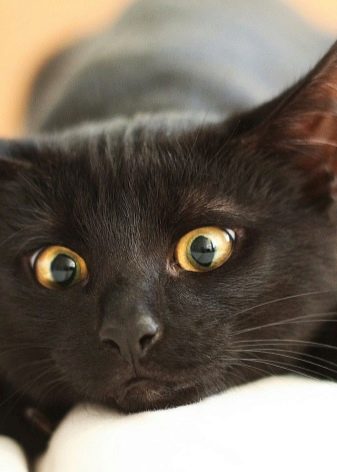 Все породы короткошерстных черных кошек с фото