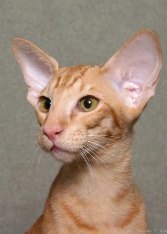 Кошка с большими ушами и длинными лапами порода