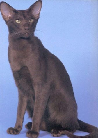 Порода кошек с длинными ногами и большими ушами