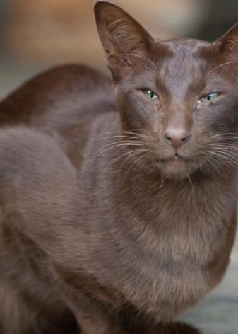 Порода кошек с длинным носом и большими ушами порода