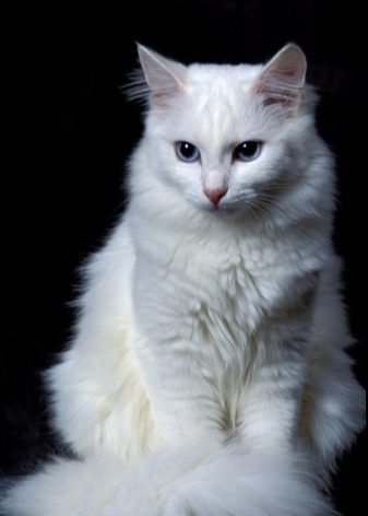Кошки с большими ушами и вытянутой мордой порода фото