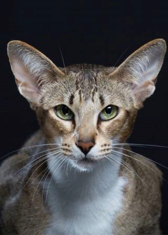 Кошки породы с оттопыренными ушами