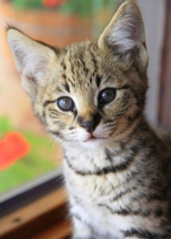 Порода кошки с большими ушами и большим носом