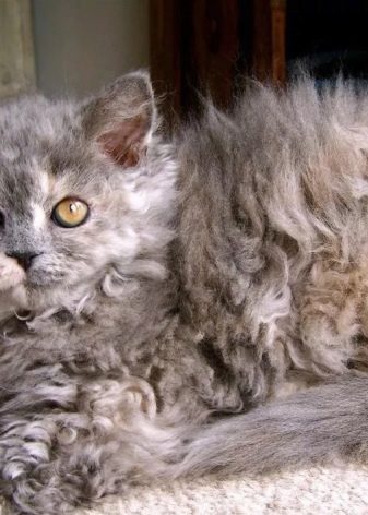 Самая страшная порода кошек в мире фото