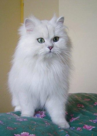 Порода кошек шантильи или тиффани фото